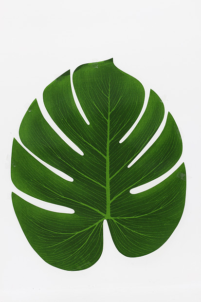 樹葉形狀裝飾餐布圖片素材_免費下載_jpg圖片格式_VRF高清圖片500715866_攝圖網(wǎng)